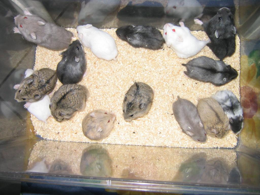 roborowski hamster kaufen | beautiful scenery photography